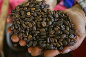 Honduras crece impulsada por el café y la maquila