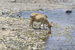 Sequía amenaza cosechas y fuentes de agua en Santa Ana