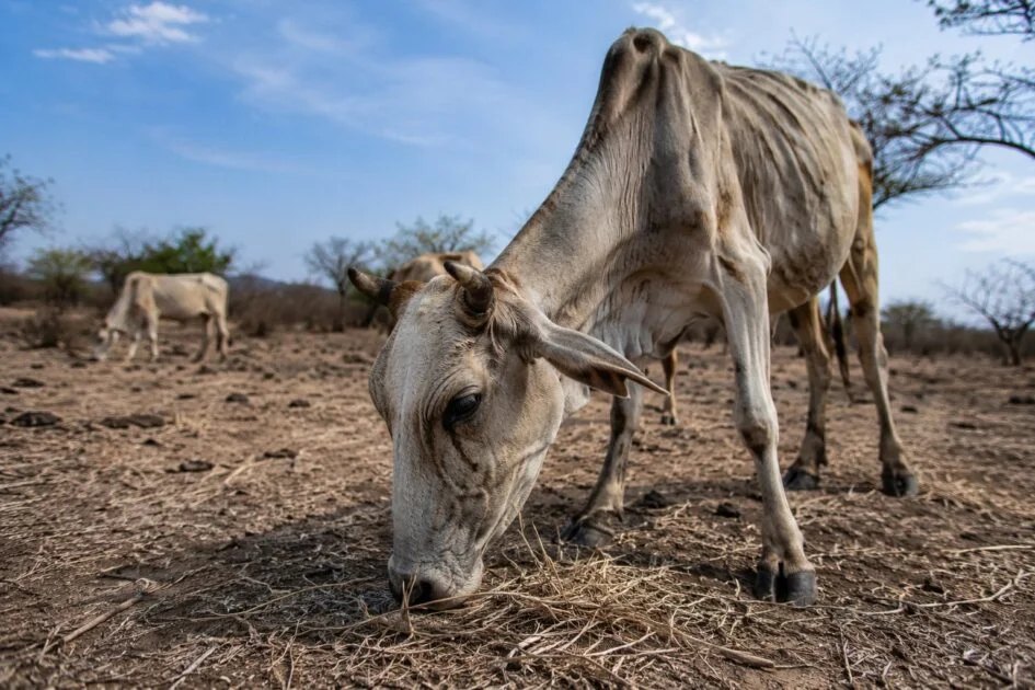 animales poco alimento