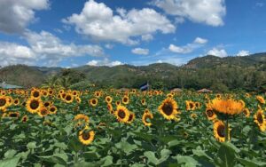 El Paseo de los Girasoles nació en pandemia y hoy es imán turístico en Honduras