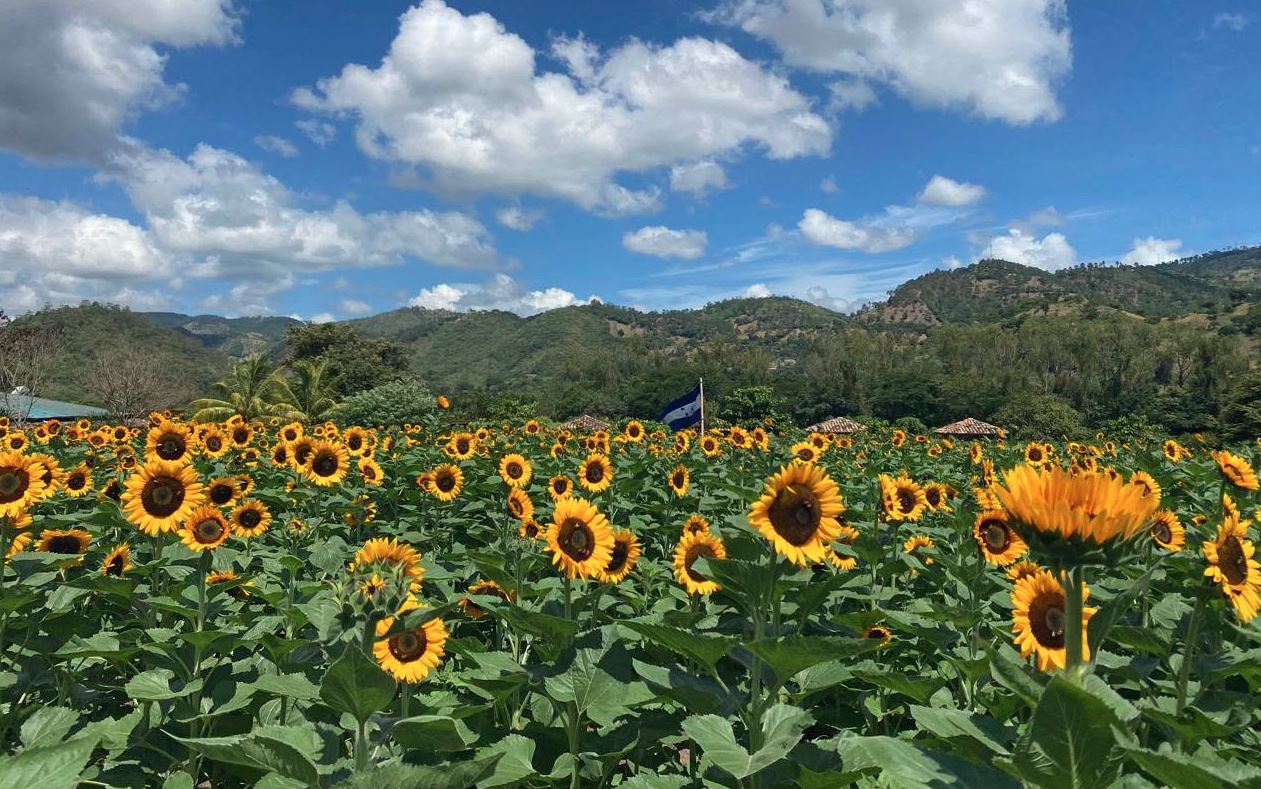 paseo de los girasoles